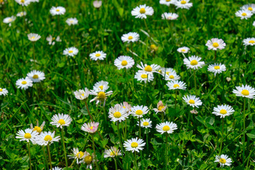 Fototapeta premium Green meadow with daisies. spring summer field flowers