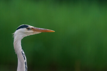 The grey heron (Ardea cinerea)