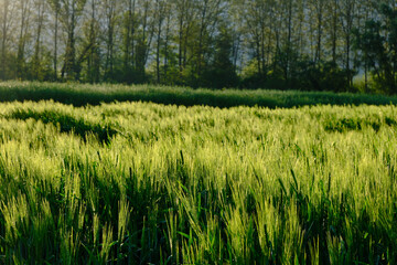 landscape of a wheat field with the first rays of the morning sun. Vall den Bas, Garrotxa, Girona.