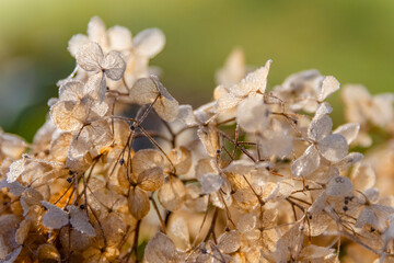 close up of leaves