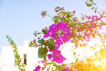 Pink and purple flowers of bougainvillaea plant with green leaves on blue sky background