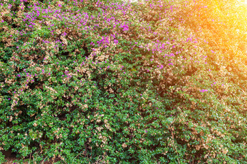 Ecological background with Pink and purple flowers of bougainvillaea plant with green leaves