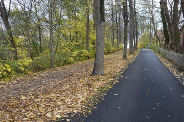 Fototapeta premium Tarmac footpath leading up to Kehrwiederwall with trees and fallen leaves on an autumn day, Hildesheim, Lower Saxony, Germany