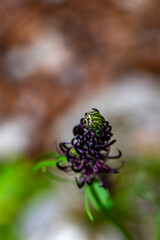 Phyteuma ovatum flower growing in mountains, close up	