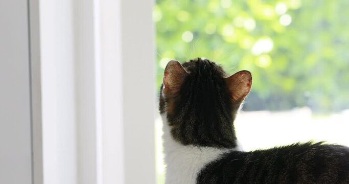 meow feed me, where are you goin