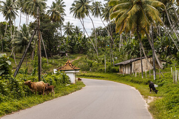 Krowy przechodzące przez drogę, azjatycki krajobraz, dżungla z palmami. - obrazy, fototapety, plakaty