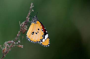 Plain Tiger