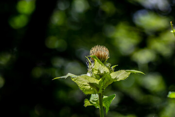 Cirsium oleraceum flower growing in field
