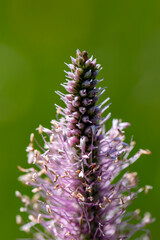 Plantago media flower growing in meadow, close up 