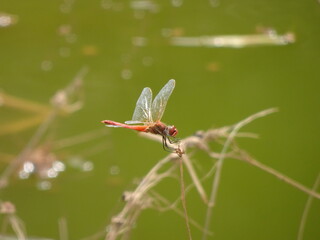 Red Dragonfly on Stem Portrait