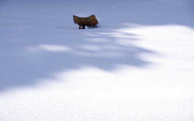 雪の上の荷車の写真
