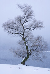 Fototapeta na wymiar 雪の余呉湖の湖畔に立つ木