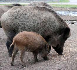 Wild boar with a cub