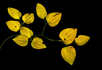 Greenbrier vine and leaves in late autumn, backlit by sun against dark background, in central Virginia.