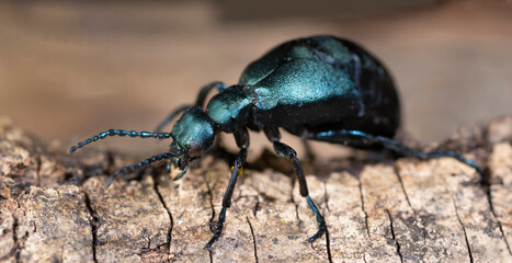 Macro view of Meloe americanus, or buttercup oil beetle, showing droplet of toxic fluid on its front leg. Fluid creates painful blisters on human skin and is a deterent to predators.