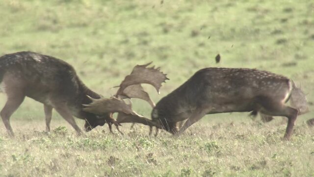 fallow deer rutting season