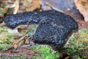 Siphoptychium violaceum, a slime mold from Finland, no common English name