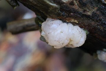 Tremella encephala, commonly known as Conifer brain, jelly fungus from Finland