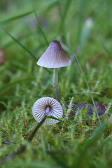 Mycena flavescens, commonly known as the ivory bonnet, wild mushroom from Finland