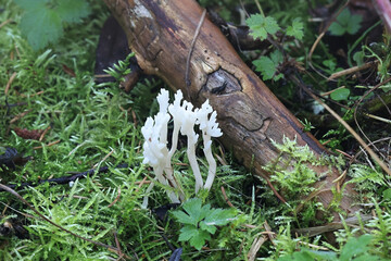 Clavulina coralloides, also known as Clavulina cristata, the white coral fungus or the crested coral fungus 