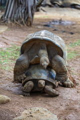 The Seychelles giant tortoise or aldabrachelys gigantea hololissa, also known as the Seychelles domed giant tortoise. Two giant turtles, making love in island Mauritius