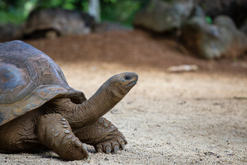 The Seychelles giant tortoise or aldabrachelys gigantea hololissa, also known as the Seychelles domed giant tortoise. Giant turtle in island Mauritius