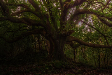 albero millenario