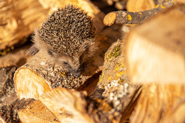 Junger Igel in Holzstapel