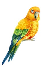 lovebirds parrot on an isolated white background, watercolor illustration