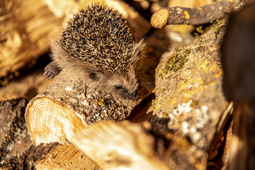 Junger Igel in Holzstapel