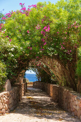 Fototapety  Road to the sea through a tunnel with colorful flowers in Sharm El Sheikh, Egypt