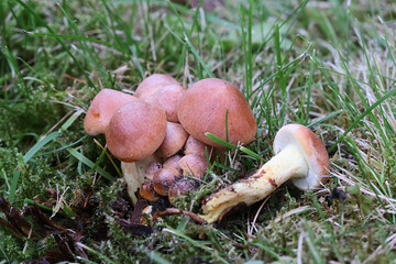 Hypholoma lateritium, commonly known as brick tuft or brick cap