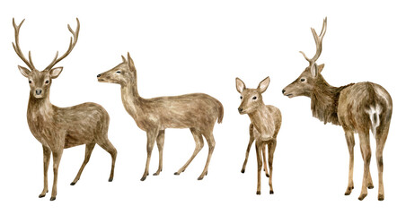 Watercolor deer illustration set. Hand drawn realistic whitetail buck, doe and fawn deer sketch. Woodland animals drawing isolated on white background. Brown reindeer herd, forest mammal with antlers