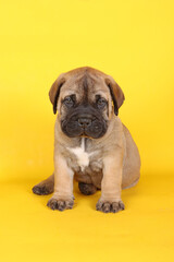 bullmastiff puppy sitting on yellow background 