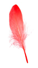 Red feather soft isolated on the white background