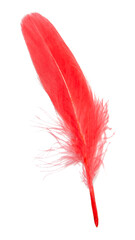 Red feather soft isolated on the white background