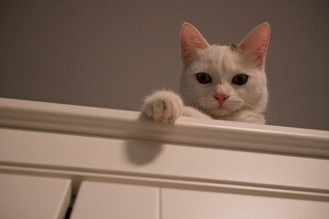 gatta domestica