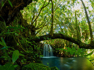 Long exposure view of a small waterfall hidden in a forest located in Mauritius