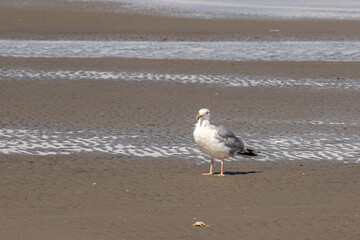 Möwe am Strand von Sankt Peter Ording