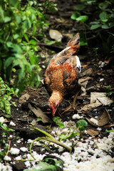 chickens looking for food