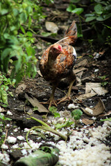 chickens looking for food