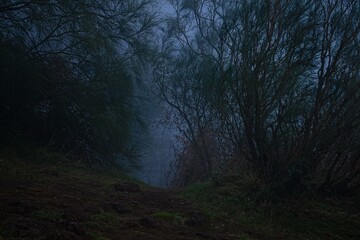 Fototapeta na wymiar bosco nebbia