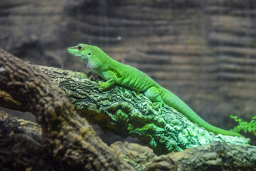 A green lizard sitting on a tree trunk