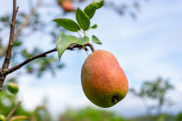 Ripe pears on a branch against the blue sky