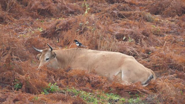 Magpie symbiosis deworming a cow