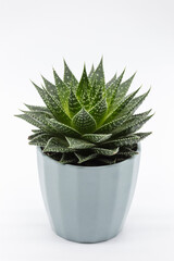 Blue flowerpot with an Aristata Aloe on white background