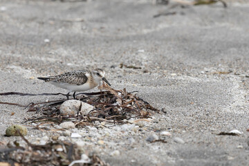 Calidris is looking for insects in the sand among the seaweed. Kunashir Island