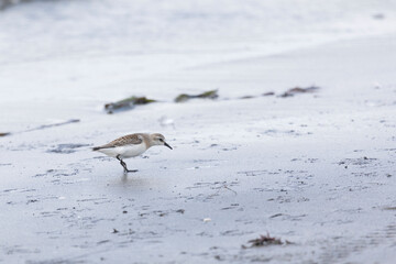 Fototapeta premium Calidris is looking for insects in sand among seaweed. Kunashir Island