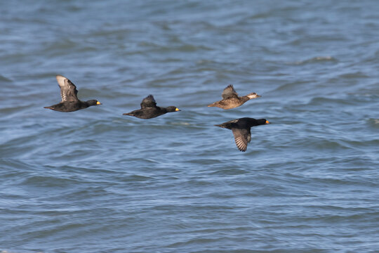 The flock Black scoter bird flies over the water.