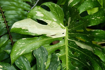 Monstera Deliciosa Thai Constellation close up on the foliage. Exotic rare collector plant of the...